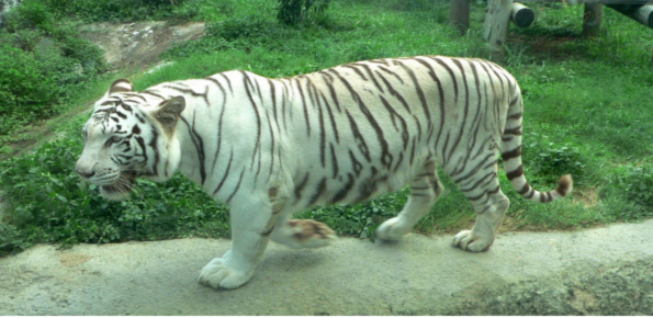 Shou Shan Zoo