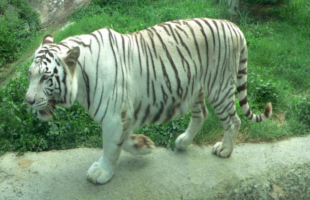 shou-shan-zoo